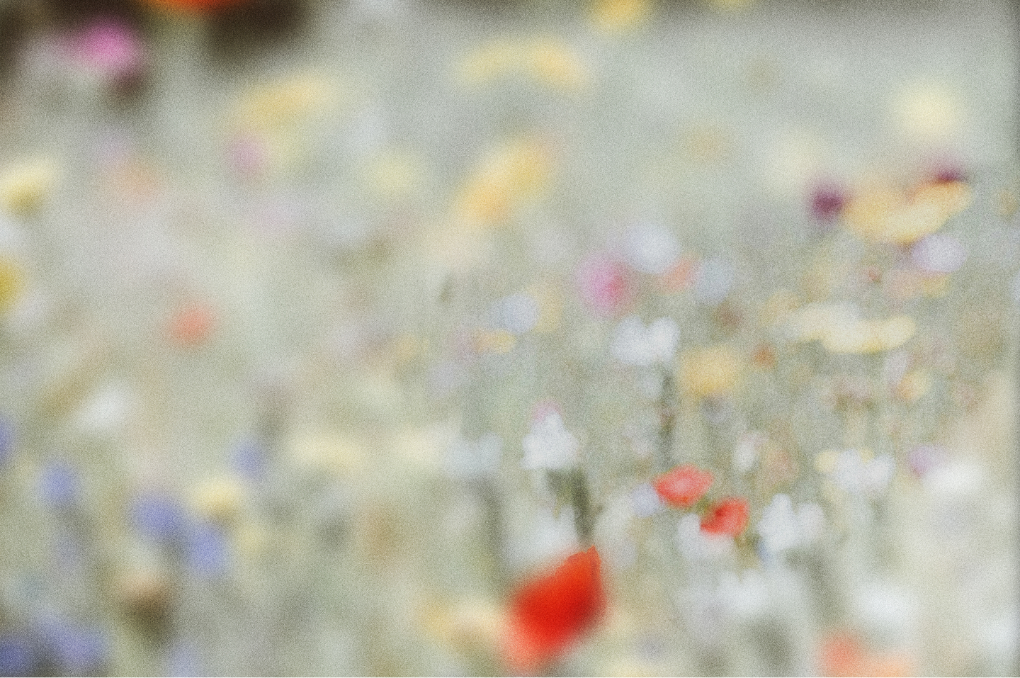 Soft wildflowers catching the light in a meadow.